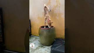 LOL, Funny Dog Moments Caught In Camera Funny Dog Shorts Videos 🐶😂😂 -EPS1063 #funnydogs