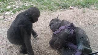 Gorilla Fight at Zoo!!!