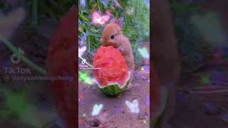 Jak wam się podoba edit?🐰#bunny #cute #animals #rabbit #strawberry