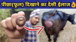 गाय/भैंस में फूल दिखाना,पीछा दिखाना का ईलाज|gaay/bhains ka picha dikhana|Prolapse in cow and buffalo