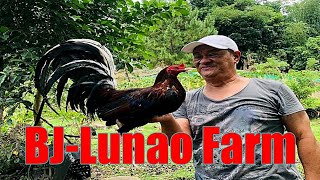 Lets Visit The Farm Of BJ Lunao Gamefarm