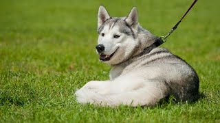 The Origin Story Siberian Huskies and Their Roots PART 2