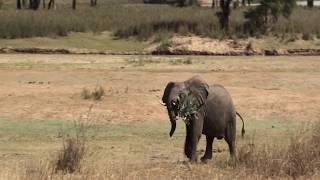 Elephants visit Vwaza Research Camp, Malawi, do a bit of pruning & weeding, & one gets left behind.