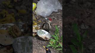 #birds getting #blessed by #mandir #prasad #food #birds #birdslife #changeoftaste #backyardwildlife