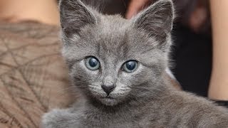 Cute kitten Cat playing Fetching Ball