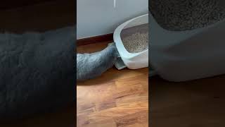 New skill unlocked: Changing their litter box pee pad (…or not)