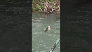 You can’t land all the big ones…. #topwaterfrog #sprofrog #guadaluperiver #riverfishing