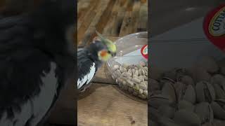 #cockatiel #parrot #funnyanimals