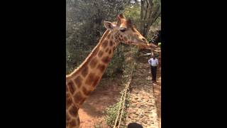 Feeding a Giraffe in the Wild- Africa