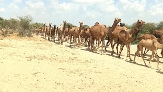 camels in Rajasthan desert near Tharparkar