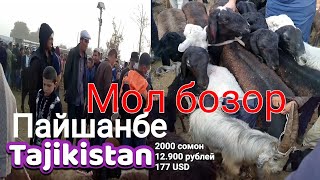 мол бозор пайшанбе Tajikistan рынок животных в таджикистана