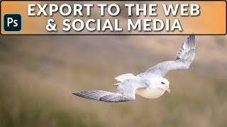 Exporting to the Web and Social Media from Photoshop