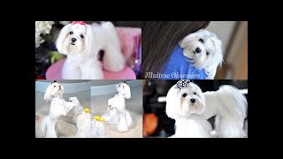 GROOMING:  Maltese Bear Face Trim and Summer Cut - Polar Bear Face Trim, Body Cut Part 2 Tutorial