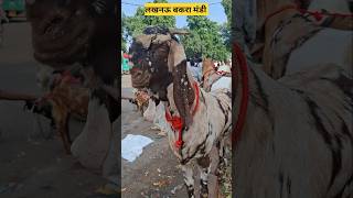 Lucknow bakra mandi#shorts#youtubeshorts