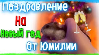 Поздравление хомяка/стихи на новый 2023!🥳/ яХрумка