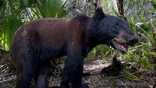 Big Cypress National Preserve