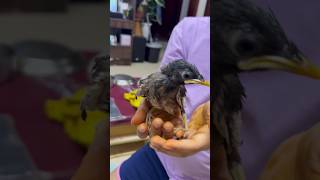 #birdlover😍 #savebirds #pet #petlover #ytshorts #birds #bird #save