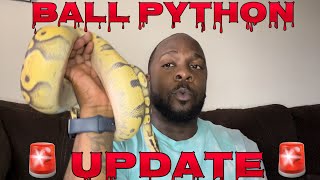 🚨Ball Python Growth Update🚨