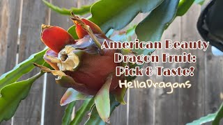 American Beauty Dragon Fruit | Very Sweet!