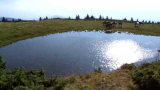 Lacul Taul Mare - www.Arieseni-Apuseni.ro