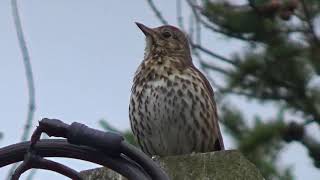 Our Wren and Song Thrush