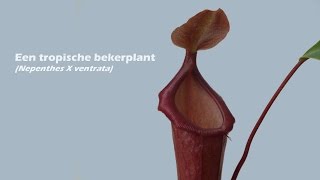 De groei en bouw van een tropische bekerplant (Nepenthes x ventrata)