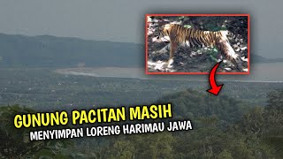 Harimau Jawa Diklam Lestari di ''Gunung Pacitan" Jawa Timur