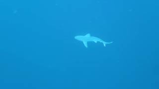 Emerald dive charter shark dive, 6/6/16 first dive A