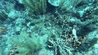 Diving at the Lion’s Den near Long Caye