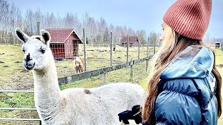 Zemgales poniji.Mini Zoo. мини пони, мини коли. Прогулка. Латвия