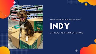 Mix Breed, 8 m/o, "Indy" | Amazing Mix Breed Obedience Training