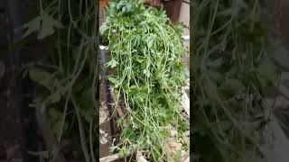 BITTERGOURD LEAVES FROM OUR ORGANIC  GARDEN #ampalaya #bittergourd #shorts