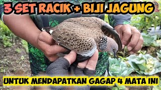 Gagap 4 kali, Target Lama Para Pemikat Bisa Diamankan Dengan 3 Set Racik dan Tabur Jagung