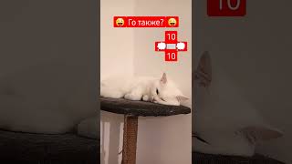 Мой котик, Го также? #трэнд  #котик