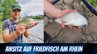 Weißfisch angeln am Rhein mit Erfolg