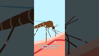 Piel hinchada por picadura de mosquito #shorts #animals #mosquito #youtubeshorts