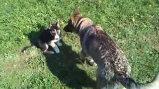 Kya-Raa the German shepherd the best dog ever 1