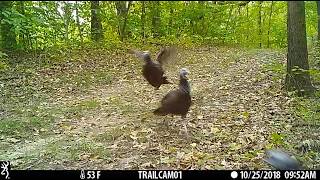 turkeys frisky