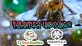 Unboxing Tarantulas From Ty Dye Exotics! (Poecilotheria, Baboons, & New Worlds)