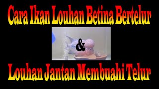 Cara Ikan Louhan Bertelur dan Membuahi telur