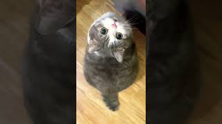 grey colur cat cuteness#dogs #entertainment #cats #animals #youtubeshorts #catbehavior #shorts