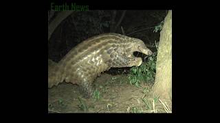 New footage released of rare giant pangolins in Africa