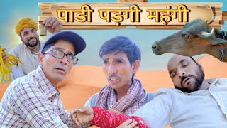 पाडी पड़ेगी महंगी || Rajasthani Haryanvi comedy video || Funny video || Viral video || Murari Lal ki