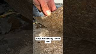 Finding A HUGE Slab Of FOSSILS On The Beach! 😵‍💫😱🦖🔨