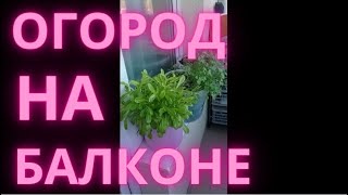 Огород на подоконнике. (часть 2)