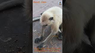 langur monkey eating food chickpeas short video || #bandar #monkey #langur #langoor #monkeyshorts