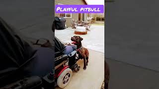 brindle pitbull mutt plays fetch with owner in wheelchair #dog #ball