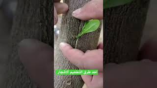 من اسهل طرق تطعيم ألأشجار