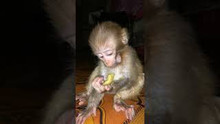 Monkey Eating Khurbani part 14