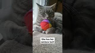 Ruby-Ri has her rainbow ball! #cat #rubyri